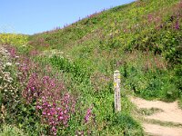 GB, Cornwall, Padstow, SW Coastpath, Doyden Point 9, Saxifraga-Foto Fitis-Sytske Dijksen