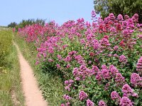 GB, Cornwall, Padstow, SW Coastpath, Trevone Head 3, Saxifraga-Foto Fitis-Sytske Dijksen