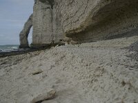 F, Seine-Maritime, Etretat, Porte d Aval 13, Saxifraga-Willem van Kruijsbergen