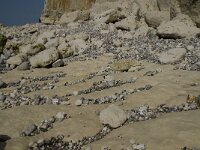 F, Seine-Maritime, Saint-Pierre-en-Port 11, Saxifraga-Willem van Kruijsbergen