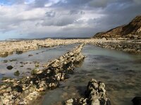 F, Pas-de-Calais, Audinghen, Cap Gris Nez 16, Saxifraga-Foto Fitis-Sytske Dijksen