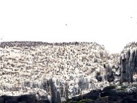 GB, Northumberland, Farne Islands 1, Saxifraga-Bart Vastenhouw