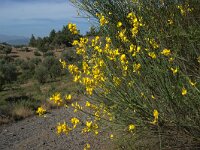 GR, Lesvos, Lesvos, Achladeri woods 2, Saxifraga-Theo Verstrael