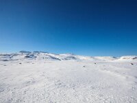 IS, Vesturland, Snaefellsbaer, Snaefellsness 1, Saxifraga-Bart Vastenhouw