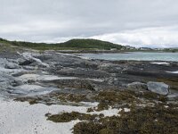 N, Troms, Tromso, Sommaroy 19, Saxifraga-Willem van Kruijsbergen