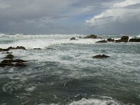 P, Faro, Vila do Bispo, Praia de Castelejo 30, Saxifraga-Willem van Kruijsbergen