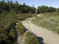 DK, Syddanmark, Roemoe, Norreland 7, Saxifraga-Jan van der Straaten