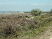 F, Bouches-du-Rhone, Saintes Maries de la Mer, Digue a la mer 8, Saxifraga-Jan van der Straaten