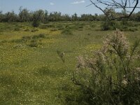 F, Bouches-du-Rhone, Saintes Maries de la Mer, Etang de Vaccares 26, Saxifraga-Marijke Verhagen