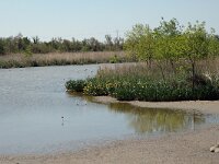 F, Bouches-du-Rhone, Saintes Maries de la Mer, La Capelliere 2, Saxifraga-Jan van der Straaten
