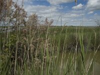 F, Bouches-du-Rhone, Saintes Maries de la Mer, Marais de la Grand Mar 13, Saxifraga-Marijke Verhagen