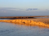 F, Pas-de-Calais, Wissant 41, Saxifraga-Foto Fitis-Sytske Dijksen