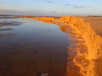 F, Pas-de-Calais, Wissant 42, Saxifraga-Foto Fitis-Sytske Dijksen