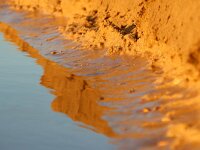 F, Pas-de-Calais, Wissant 43, Saxifraga-Foto Fitis-Sytske Dijksen