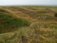 DK, Syddanmark, Esbjerg, Mando 11, Saxifraga-Foto Fitis- Sytske Dijksen