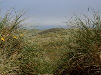 GB, Cornwall, Perranzabuloe, Penhale Sands 2, Saxifraga-Foto Fitis- Sytske Dijksen