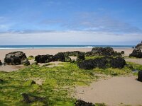 GB, Cornwall, Porthtowan 5, Saxifraga-Foto Fitis- Sytske Dijksen