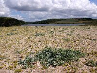 GB, Cornwall, Sithney, Looe 6, Saxifraga-Foto Fitis- Sytske Dijksen