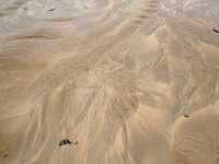 GB, Cornwall, St Minver, Rock 18, Saxifraga-Foto Fitis- Sytske Dijksen