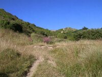 GB, Cornwall, St Minver, Rock 2, Saxifraga-Foto Fitis- Sytske Dijksen