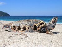 GR, Ionia Nisia, Lefkas 31, Saxifraga-Foto Fitis-Sytske Dijksen