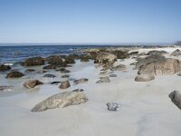 N, Nordland, Andoy, Bleik 9, Saxifraga-Willem van Kruijsbergen