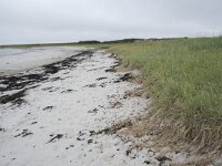 N, Nordland, Andoy, Sandhaugan 16, Saxifraga-Willem van Kruijsbergen