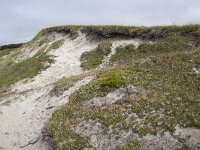 N, Nordland, Andoy, Sandhaugan 25, Saxifraga-Willem van Kruijsbergen