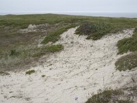 N, Nordland, Andoy, Sandhaugan 6, Saxifraga-Willem van Kruijsbergen