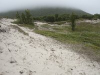 N, Nordland, Andoy, Sandhaugan 7, Saxifraga-Willem van Kruijsbergen