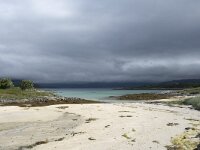 N, Troms, Tromso, Sommaroy 13, Saxifraga-Willem van Kruijsbergen