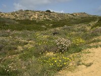 P, Faro, Aljezur, Carrapateira 21, Saxifraga-Willem van Kruijsbergen