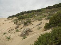 E, Cadiz, Tarifa, Bolonia, Duna de Bolonia 18, Saxifraga-Willem van Kruijsbergen
