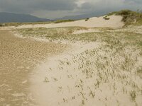E, Cadiz, Tarifa, Playa de Lances 5, Saxifraga-Jan van der Straaten