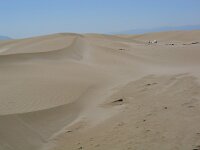 E, Tarragona, Deltebre, El Fangar 20, Saxifraga-Jan van der Straaten