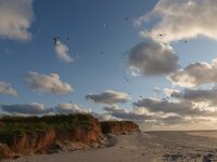 NL, Groningen, Eemsmond, Rottummeroog 9, Saxifraga-Mark Zekhuis