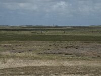 NL, Noord-Holland, Texel, De Slufter 46, Saxifraga-Willem van Kruijsbergen