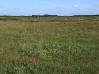 NL, Friesland, Ameland, Grootslegt 3, Saxifraga-Hans Boll