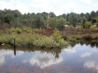 NL, Noord-Holland, Bergen, Schoorlse Duinen 10, Saxifraga-Foto Fitis-Sytske Dijksen