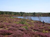 NL, Noord-Holland, Bergen, Schoorlse Duinen 13, Saxifraga-Foto Fitis-Sytske Dijksen