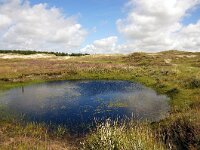 NL, Noord-Holland, Texel, Bollekamer 50, Saxifraga-Foto Fitis-Sytske Dijksen