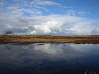 NL, Noord-Holland, Texel, Bollekamer 54, Saxifraga-Foto Fitis-Sytske Dijksen