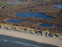 NL, Noord-Holland, Texel, De Muy 38, Saxifraga-Foto Fitis-Sytske Dijksen