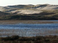 NL, Noord-Holland, Texel, Eierlandse Duinen 1, Saxifraga-Foto Fitis-Sytske Dijksen