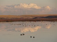 NL, Noord-Holland, Texel, Groote Vlak 13, Saxifraga-Foto Fitis-Sytske Dijksen