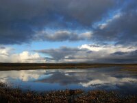 NL, Noord-Holland, Texel, Groote Vlak 18, Saxifraga-Foto Fitis-Sytske Dijksen