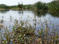 NL, Noord-Holland, Texel, Groote Vlak 19, Saxifraga-Foto Fitis-Sytske Dijksen