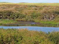 NL, Noord-Holland, Texel, Muyplas, De Muy 41, Saxifraga-Foto Fitis-Sytske Dijksen
