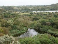 NL, Zuid-Holland, Wassenaar, Meijendel zuidoost 1, Saxifraga-Foto Fitis-Sytske Dijksen