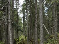 I, Sued-Tirol, Corvara, Kolfuschg, Bosch Borest 2, Saxifraga-Willem van Kruijsbergen